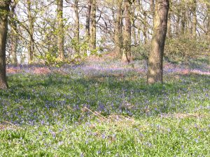 Bluebell Carpet