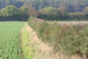 Hedgerows - Upleatham - Wildflower Ark