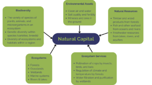 Mindmap explaining the different components that make up Natural Capital